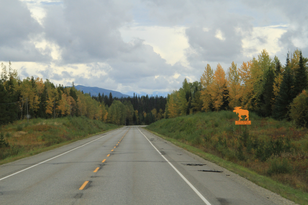 Yellowhead Highway, BC Hwy 16, high moose collision area 