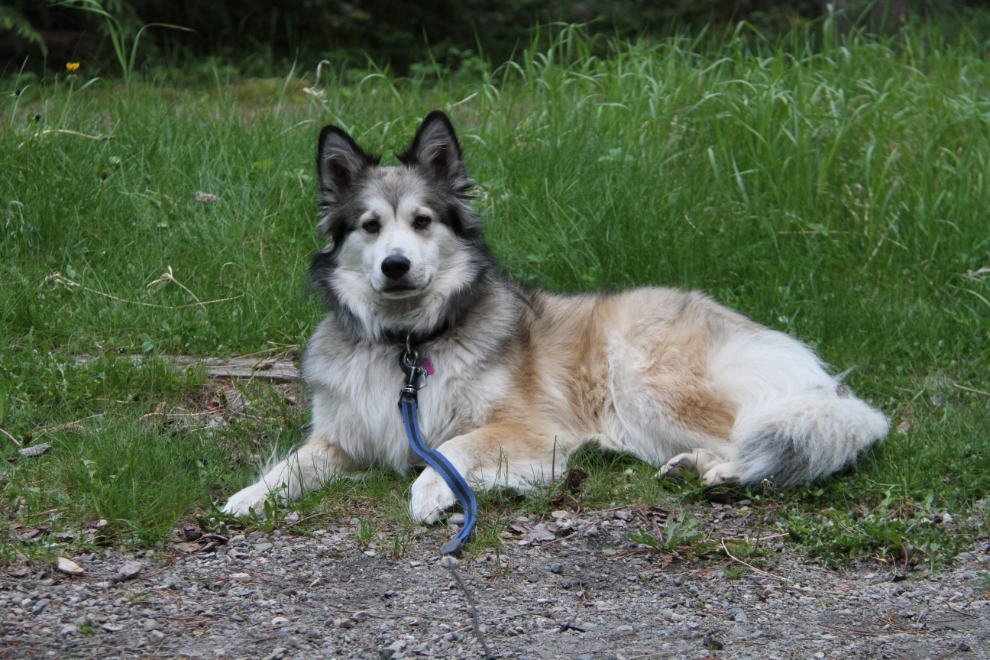 Sheltie-husky cross, Bella relaxing in Whistlers Campground, Jasper National Park