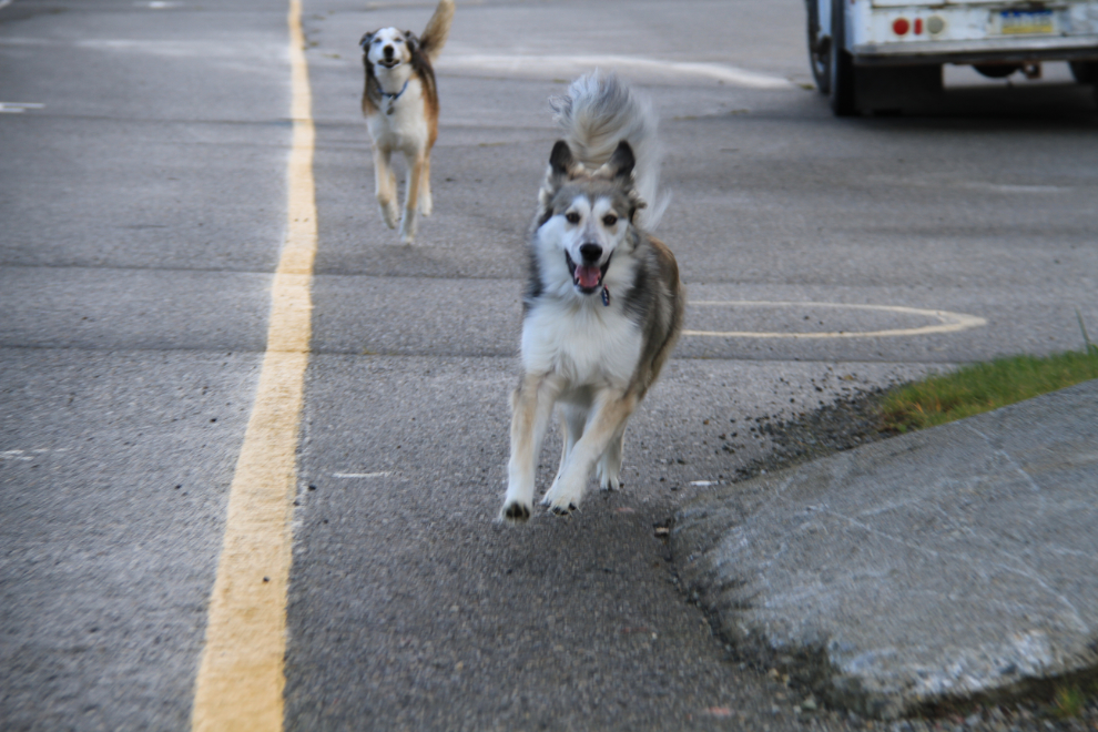 Monty and Bella running 