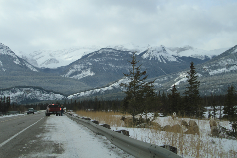 Bighorn sheep along Alberta Hwy 16 north of Jasper