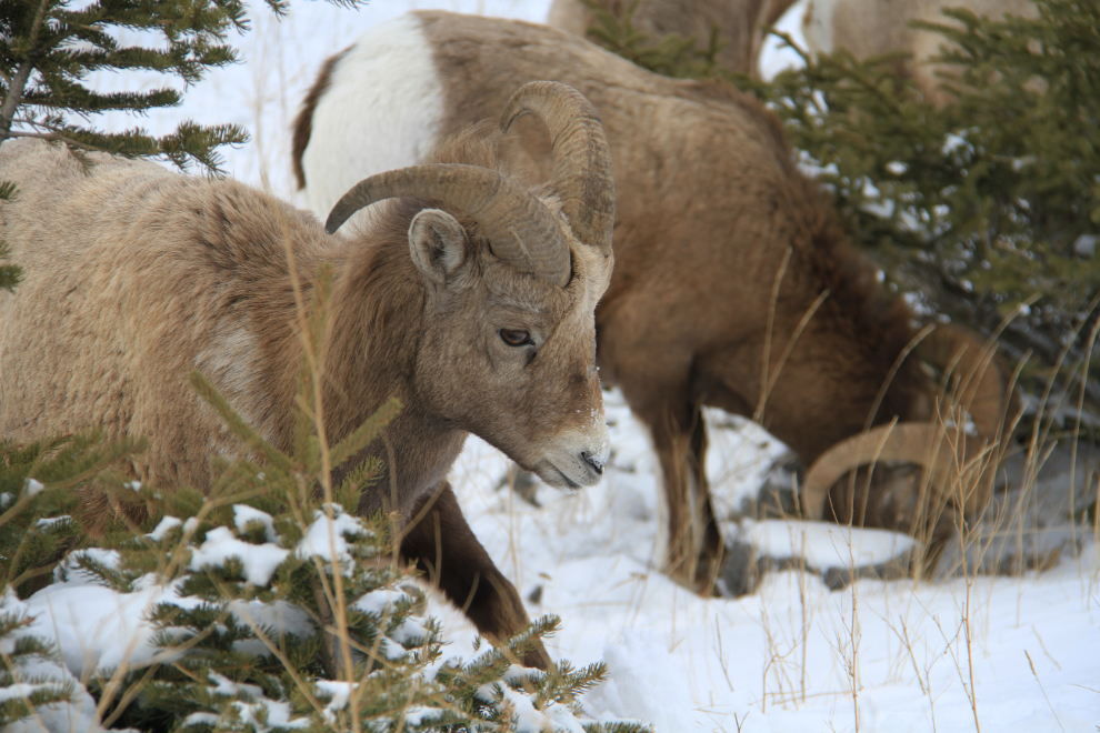 Bighorn sheep along Highway 16 north of Jasper