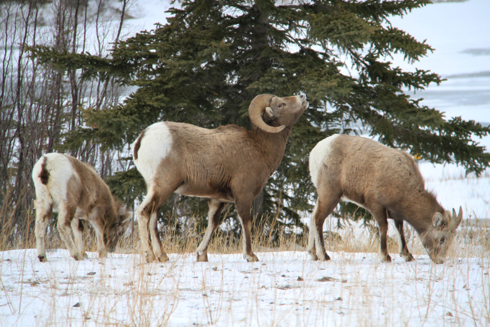 Bighorn sheep along Alberta Hwy 16 north of Jasper