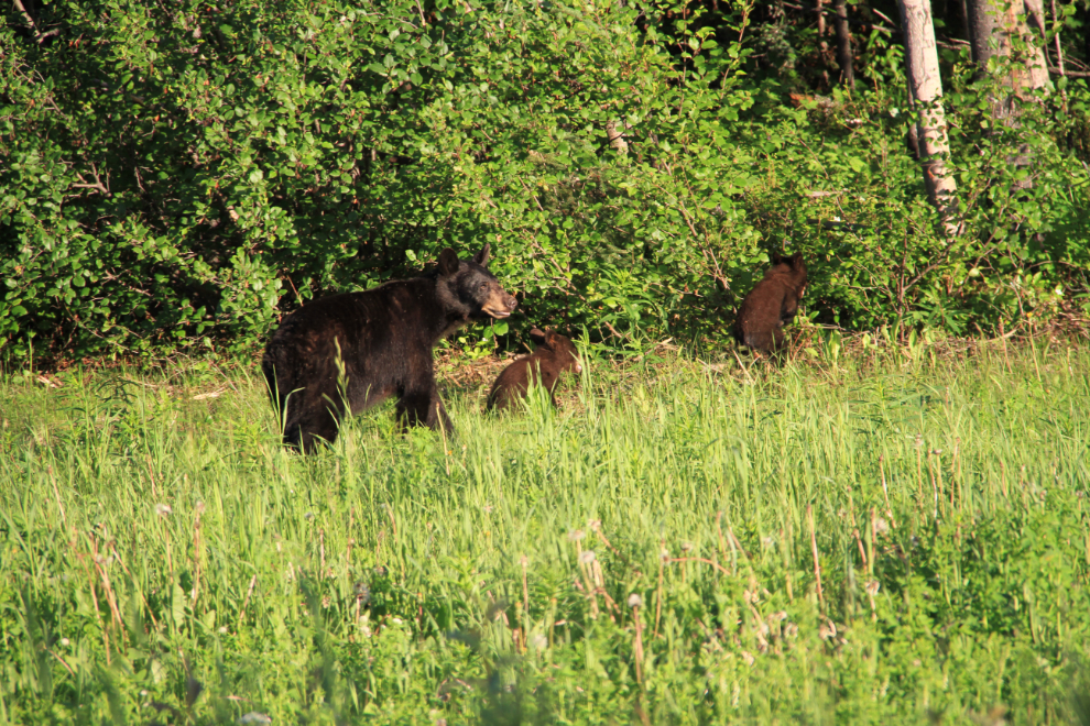 Black bear with twins along the Alaska Highway