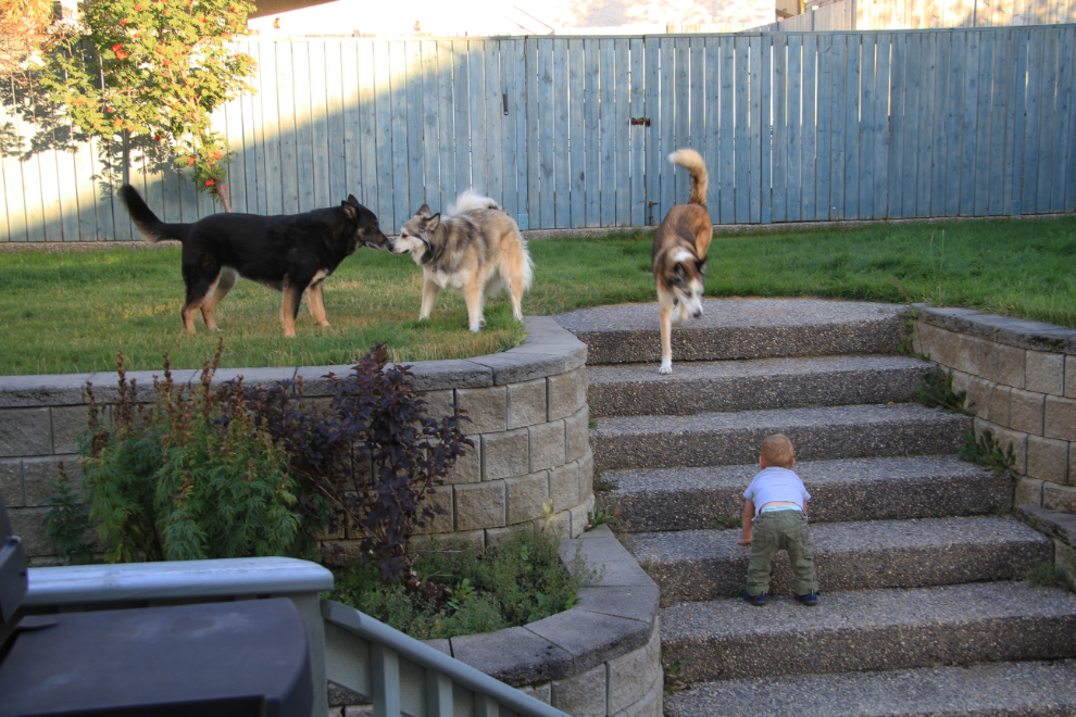 Toddler grandson with big dogs