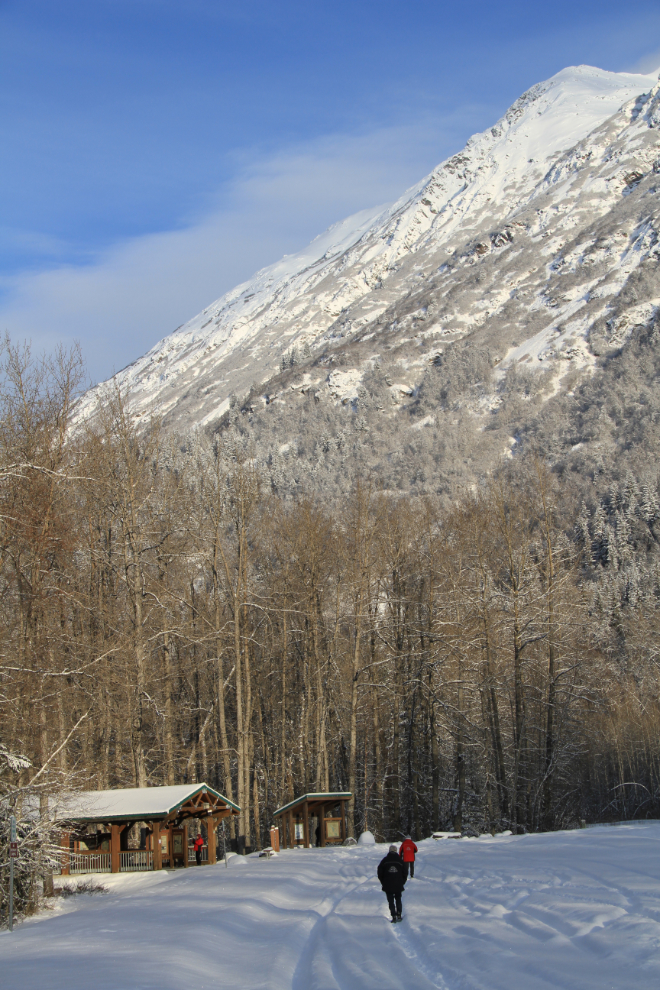 Alaska Chilkat Bald Eagle Preserve in the winter