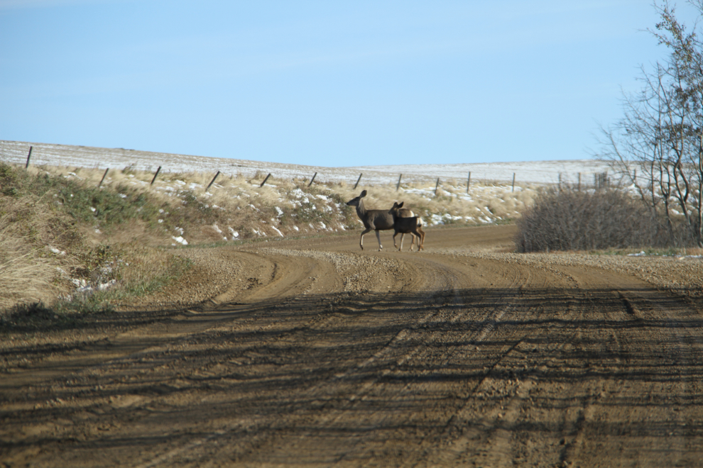 Deer on Range Road 195A at Wayne, Alberta