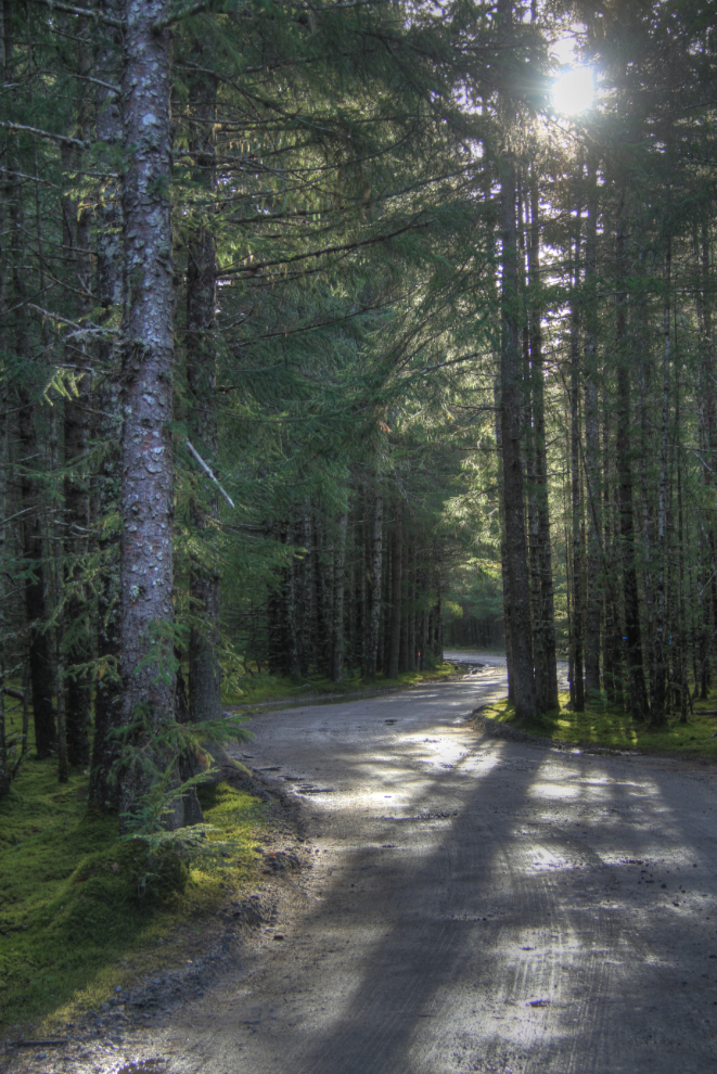 Winding road through the forest at Dyea, Alaska