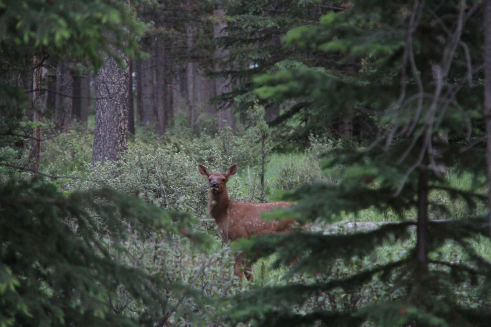 Elk in Whistlers Campground, Jasper National Park