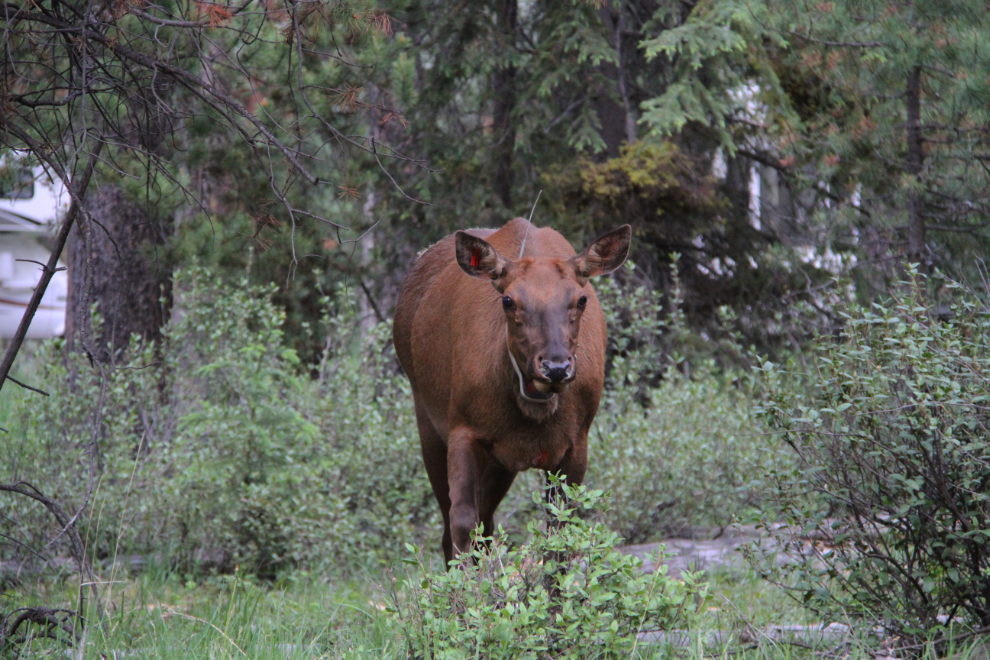 Elk in Whistlers Campground, Jasper National Park