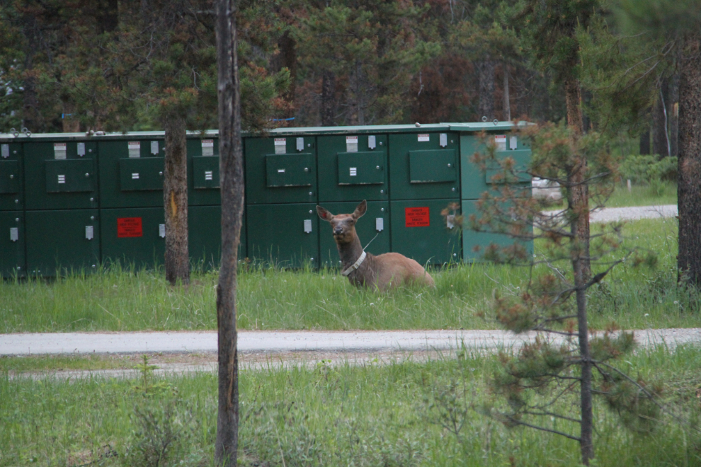 Elk in Whistlers Campground, Jasper National Park