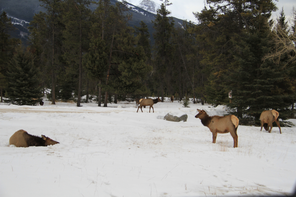 Elk along Alberta Hwy 16