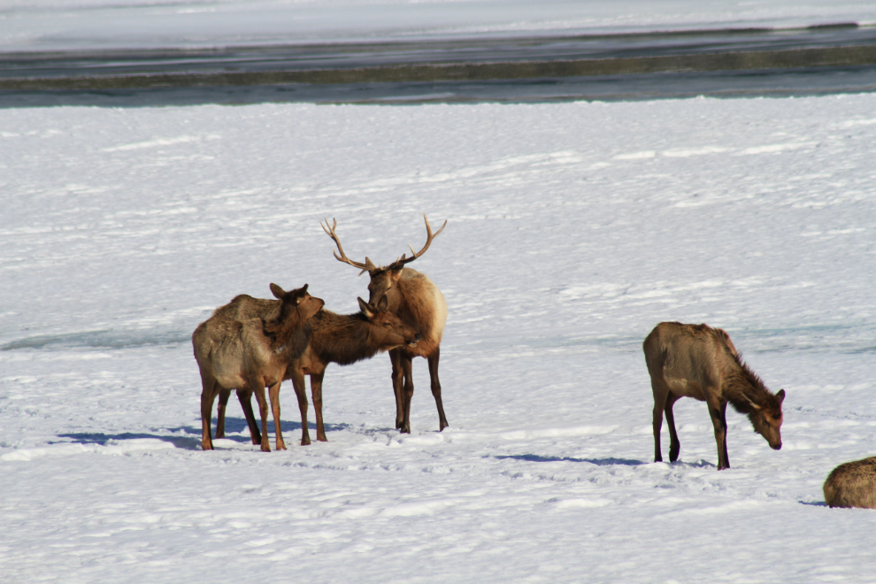 Elk on the frozen Athabasca River at Jasper