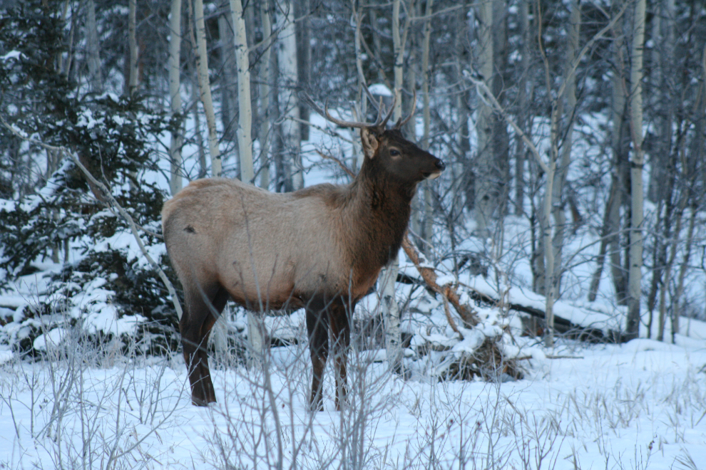Elk along the Alaska Highway west of Whitehorse