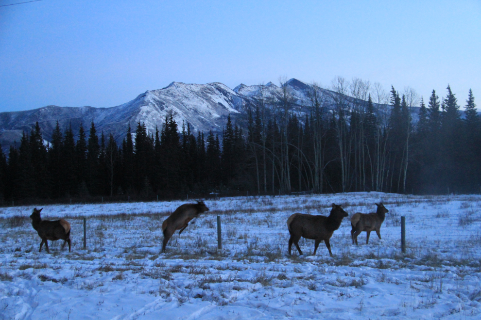 Elk along the Alaska Highway