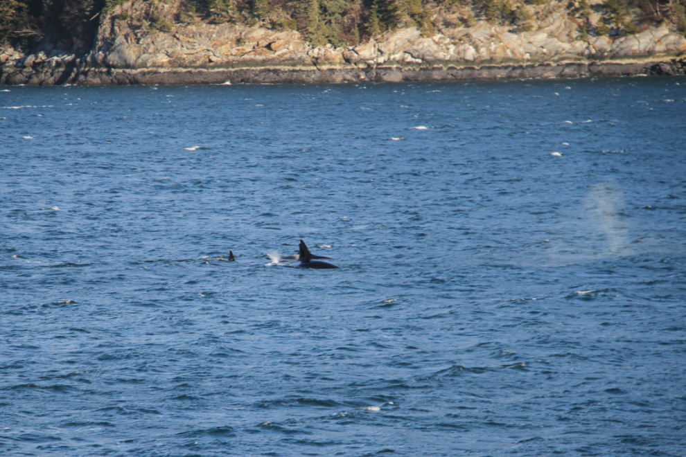 A pod of orca in Taiya Inlet, Alaska