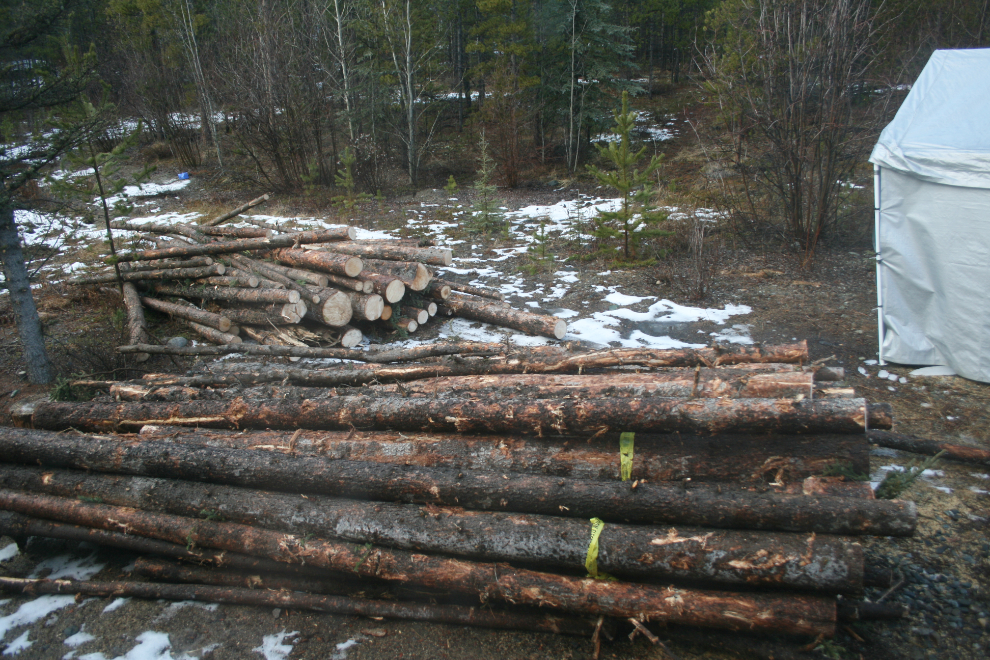 Firewood logs - ready to buck up