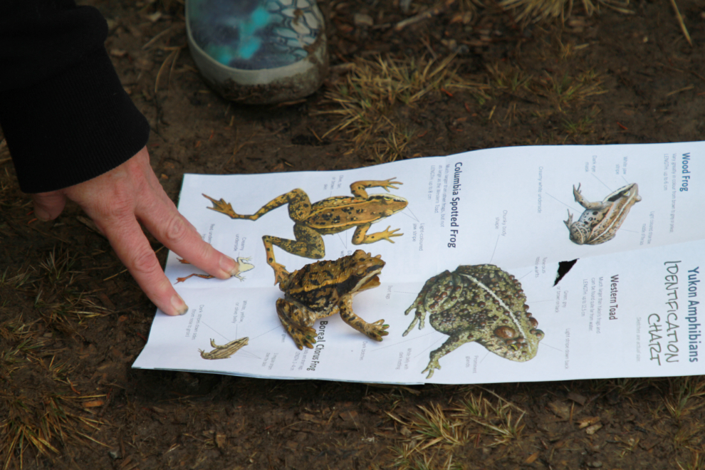 Learning about Yukon frogs at Paddy's Pond in Whitehorse