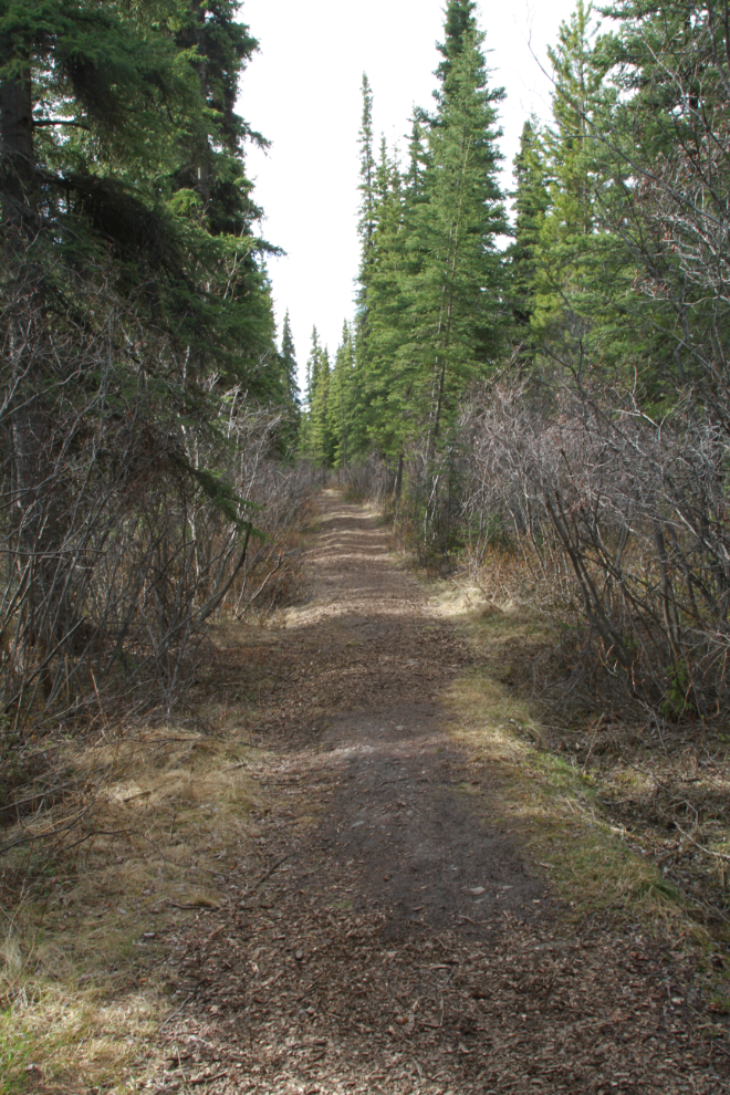 Walking to Paddy's Pond at Whitehorse