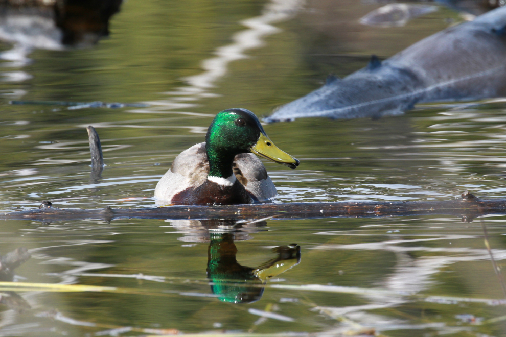 Male mallard at Paddy's Pond in Whitehorse