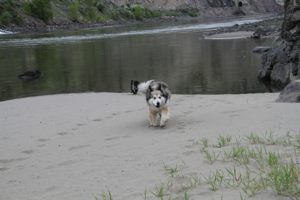 Dogs playing on a Thompson River sandbar