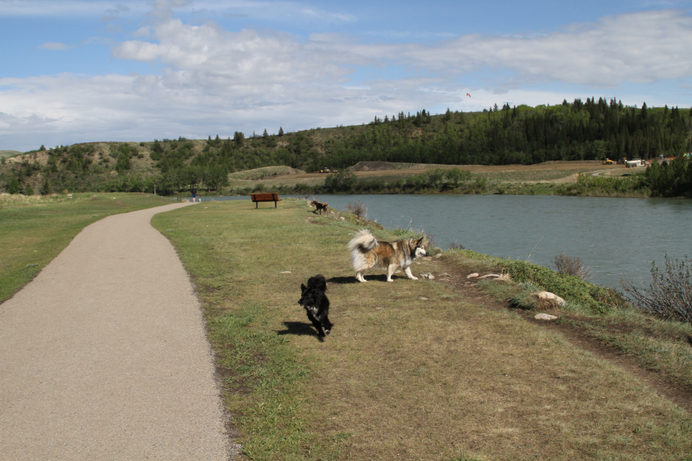 Cochrane leash-free dog park