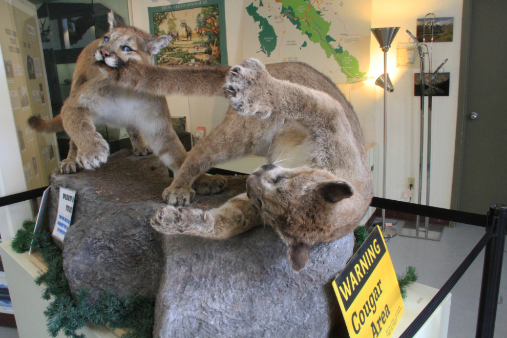Cougars at the Grande Cache Tourism & Interpretive Centre, Alberta