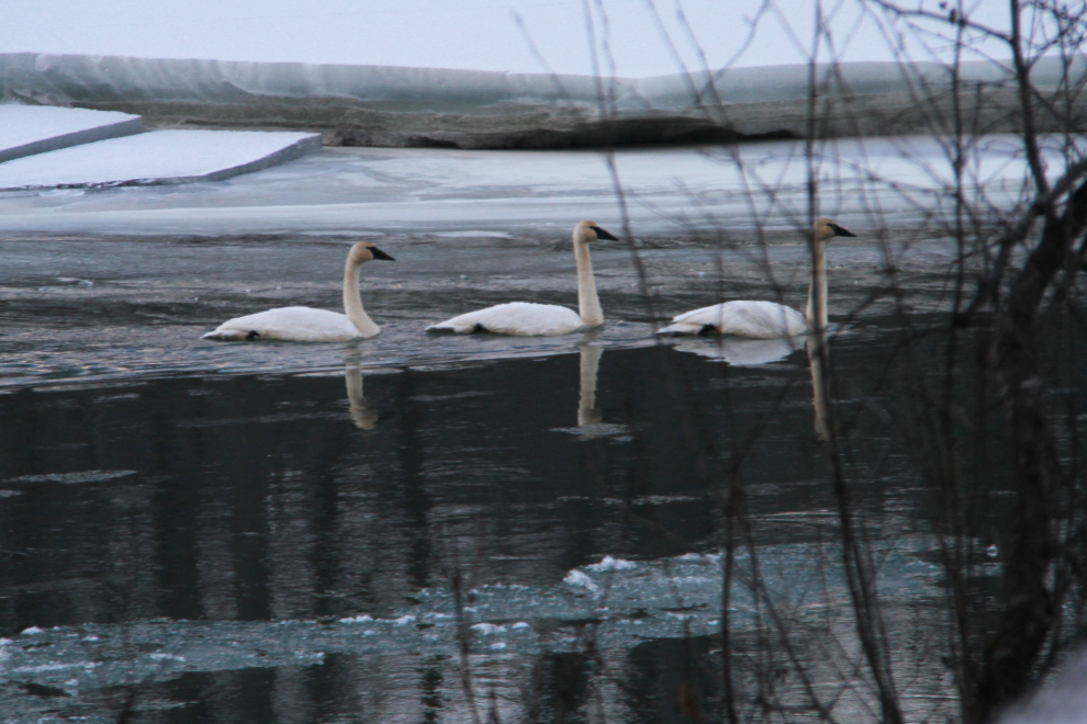 Swans on the Chilkat River, Alaska, in the winter