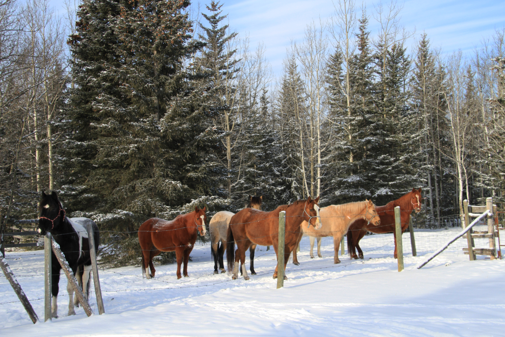 Horses near Hinton, Alberta