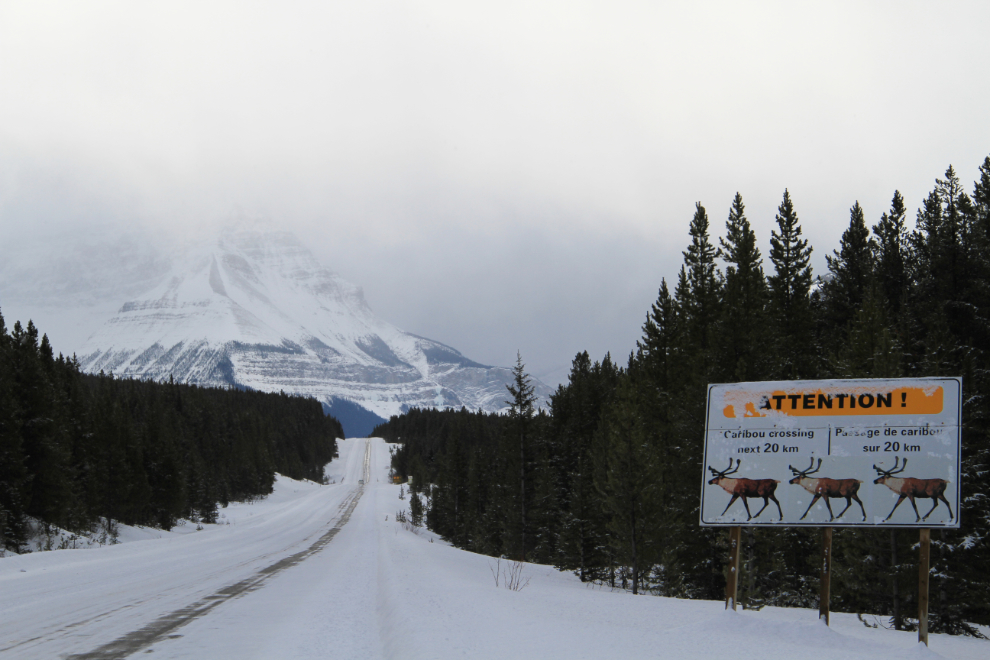 Caribou warning sign on the Icefields Parkway, Jasper Park