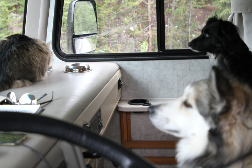Dogs and a cat in our RV watching road construction