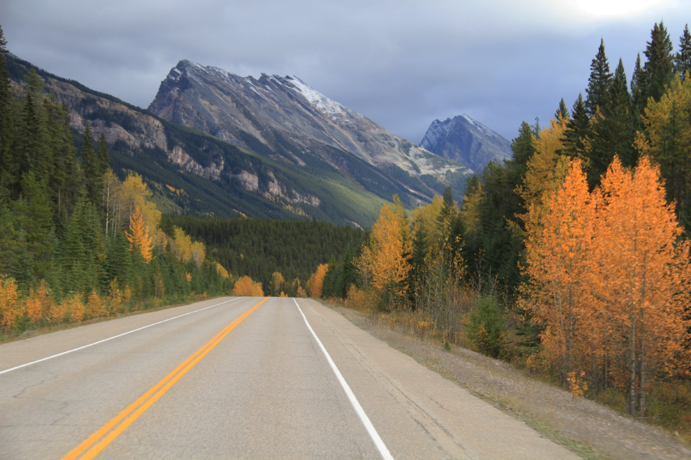 Fall colours on the Icefields Parkway, Alberta