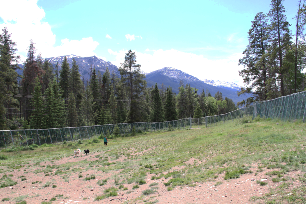 Leash-free dog park in Jasper, Alberta