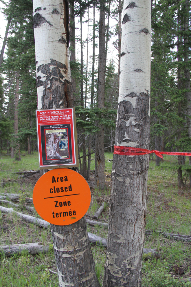 Closed area at Jasper due to elk calving