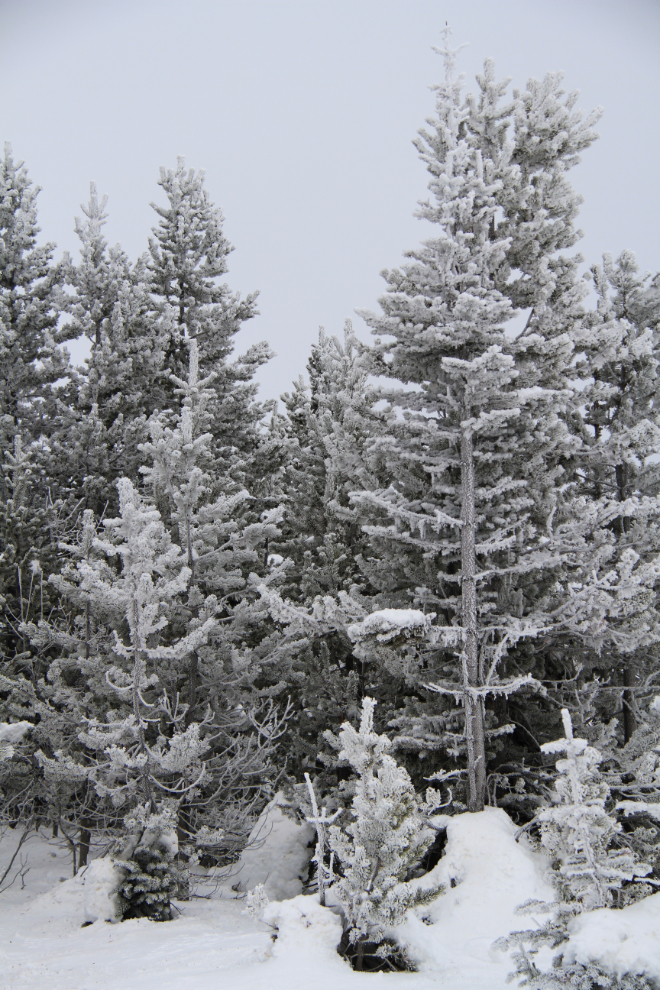 Frosted trees at Log Cabin, BC