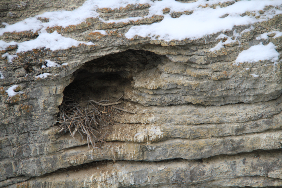 Black swift nest in Maligne Canyon, Alberta in the winter