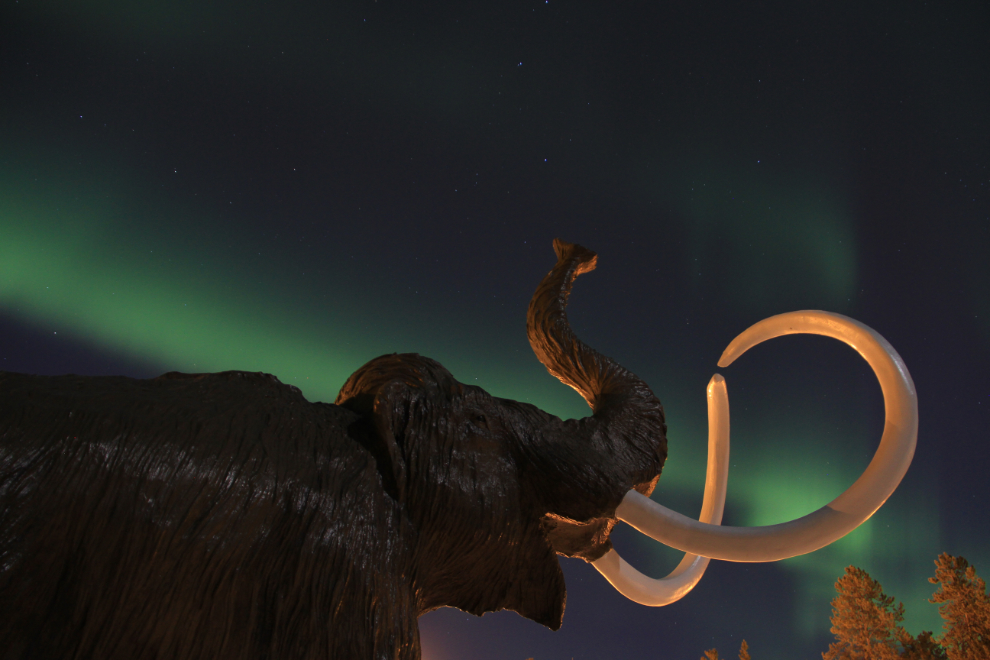 Northern Lights and a wooly mammoth at Whitehorse, Yukon