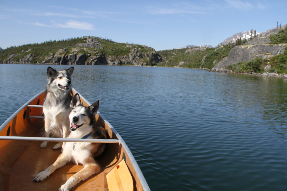My dogs Bella and Monty canoeing in the Yukon