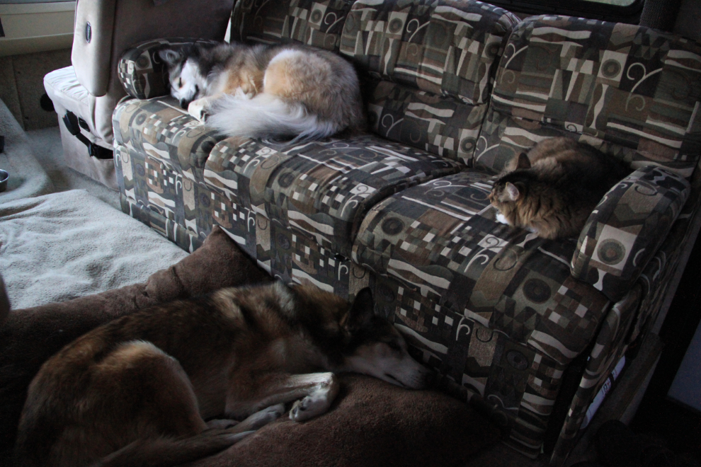 Dogs and cat sleeping in an RV in the early morning