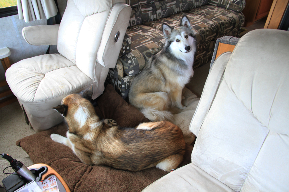 My dogs Monty and Bella in the RV