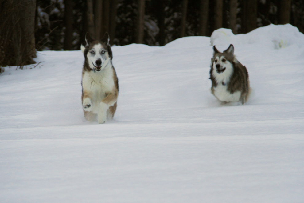 Yukon dogs playing in the snow
