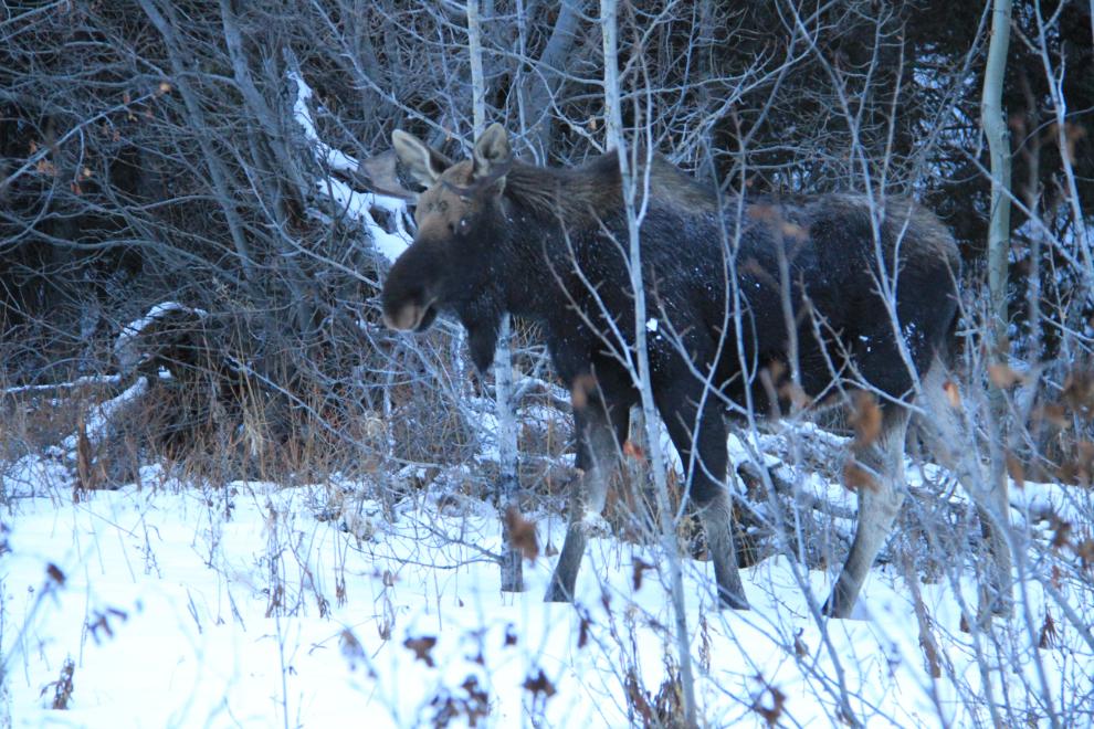 Young bull moose at the BC / Yukon border