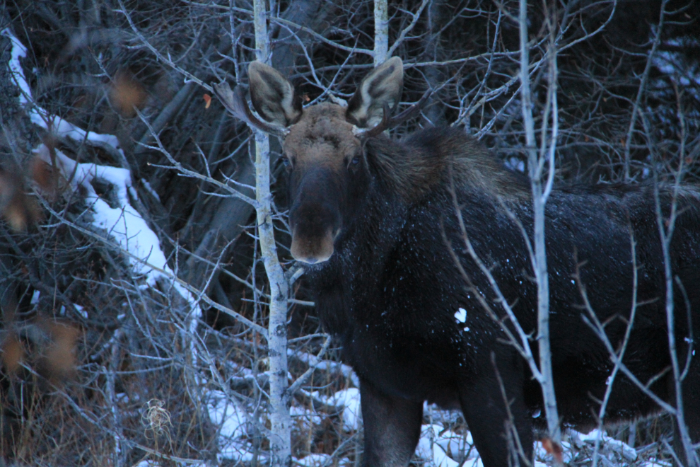Young bull moose at the BC / Yukon border