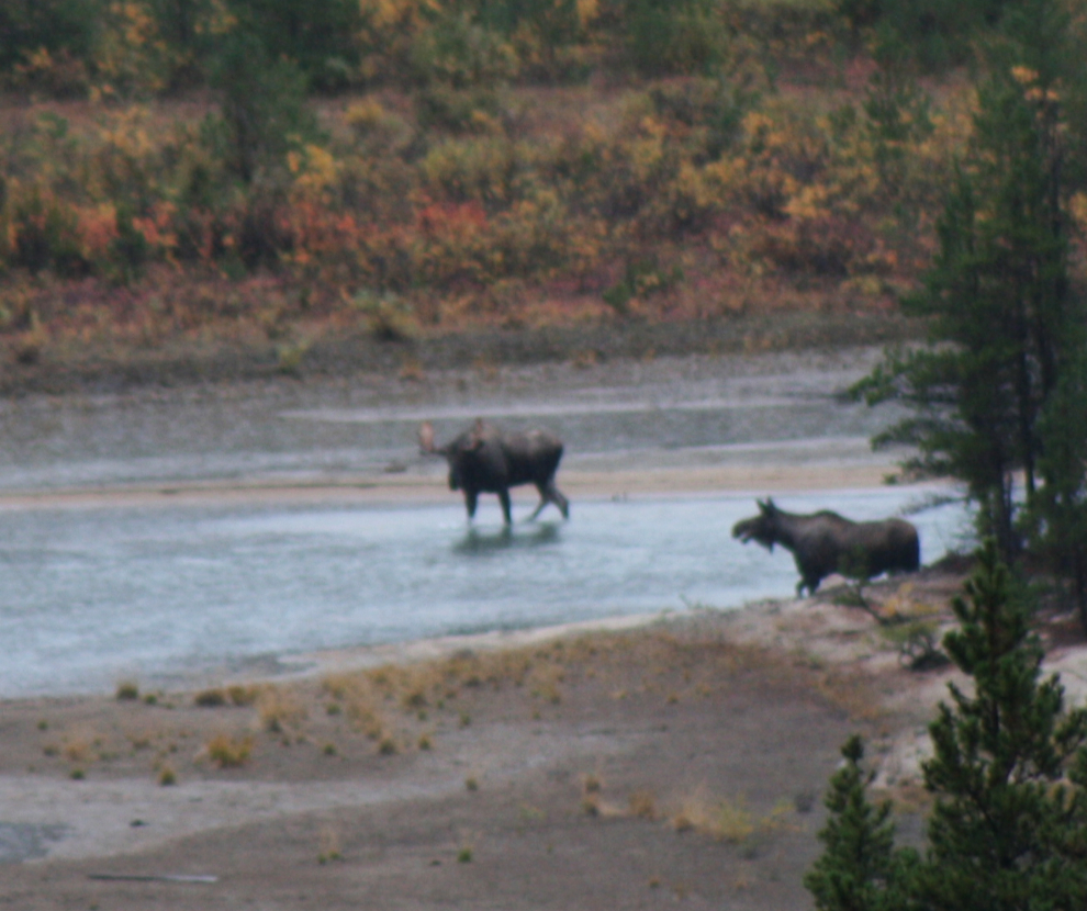Yukon moose mating dance