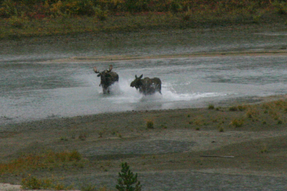 Yukon moose mating play
