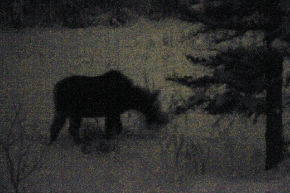 Moose outside our bedroom in Whitehorse