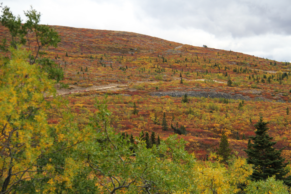 Fall colours on Mt McIntyre at Whitehorse, Yukon