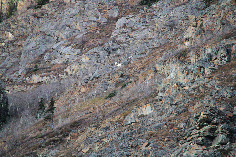 Mountain goats on Montana Mountain, Yukon