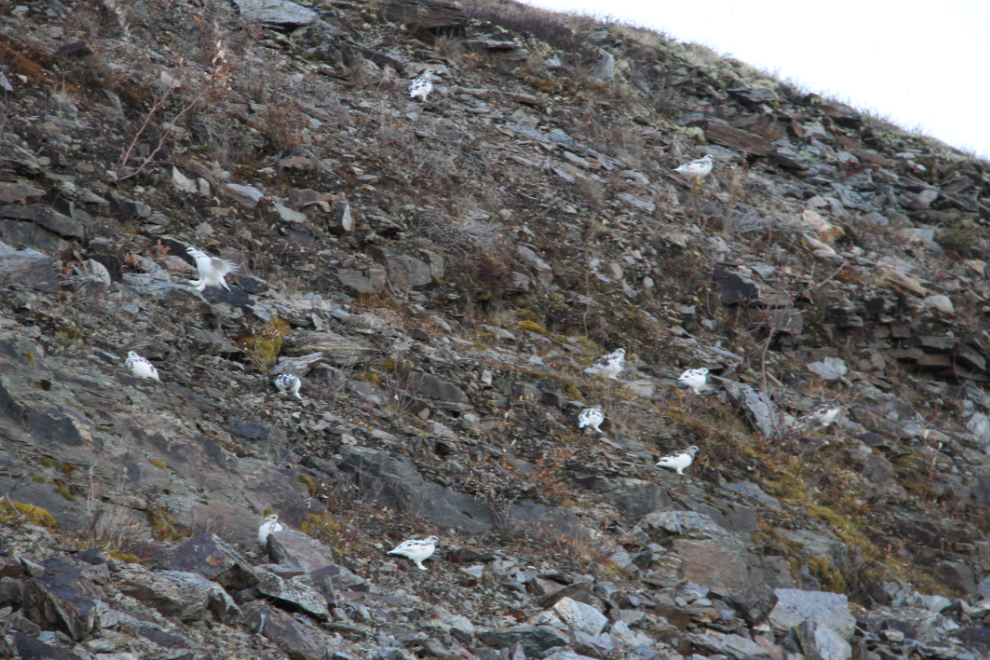 Willow ptarmigan on the Top of the World Highway