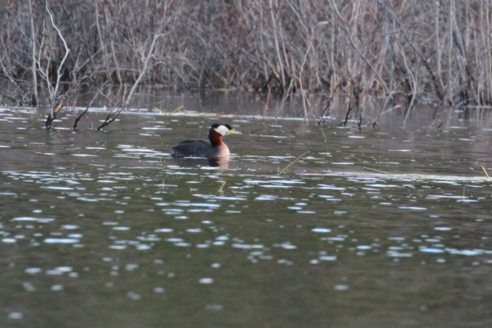 Red-necked Grebes (Podiceps grisegena) at Paddy's Pond in Whitehorse