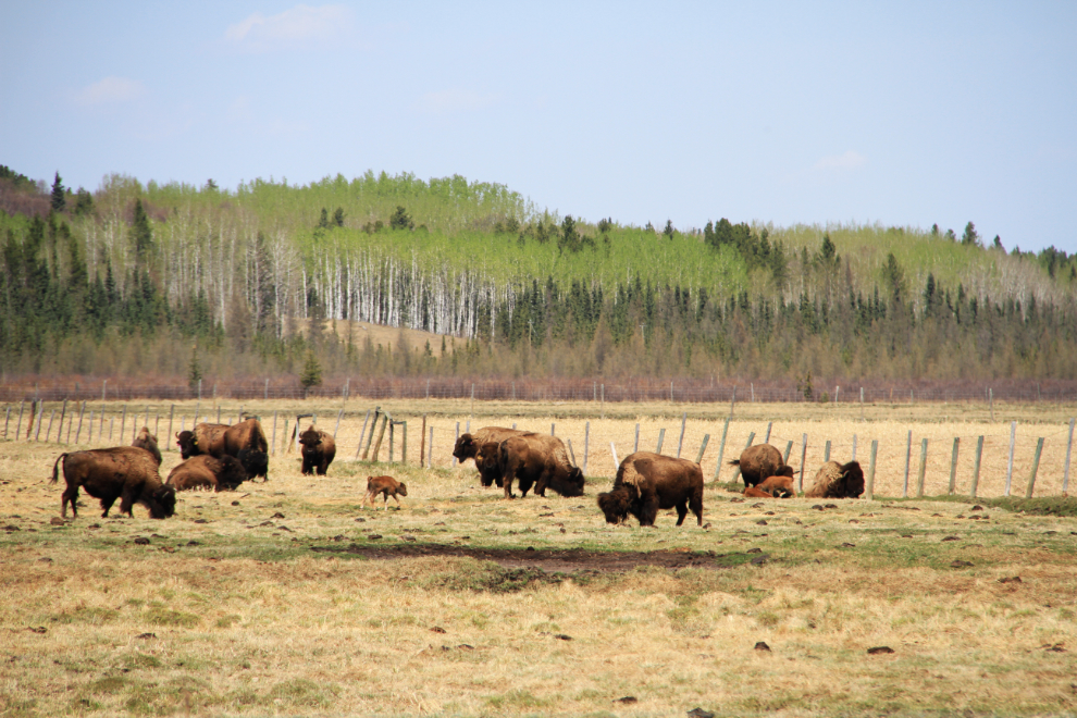 Bison near Rocky Mountain House, Alberta